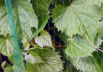 Produktbild von Laubschutznetz Gartennetz Teichnetz 5 x 10m Vogelschutznetz Obstbaumnetz Schutznetz grün 5 g/m²