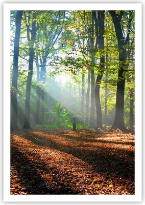 Produktbild von Poster - Poster ohne Rahmen - Wald Blätter Sonne - 70x100 cm - Wand Bild - Wanddeko - Wandbilder - Kunstposter - Wandposter - Bilder - Kunstdruck - Wanddekoration - Wandbild - P2XPA70x100-0136