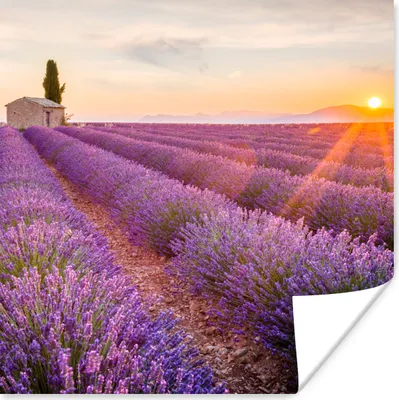Produktbild von MuchoWow® Poster Lavendel - Sonnenuntergang - Blumen - Lila 50x50 cm - Wohnzimmerdekoration