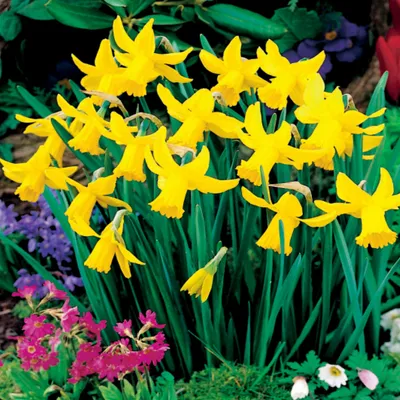Image de Narcisses Bulbes de fleurs Fleurs Narcisse botanique February Gold 5 pcs.