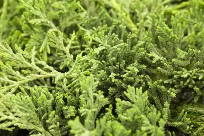 Produktbild von Juniperus horizontalis 'Glauca', Kriech-Wacholder, blaugrün, 20–30 cm