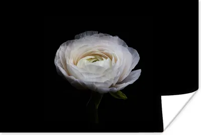 Produktbild von MuchoWow® Poster Blume - Schwarz - Weiß 180x120 cm - Fotoplakat