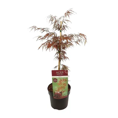 Produktbild von Acer-Palme 'Granat' - ↨55Cm - Ø19Cm