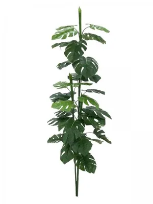 Produktbild von EUROPALMS Splitphilodendron, 150cm,