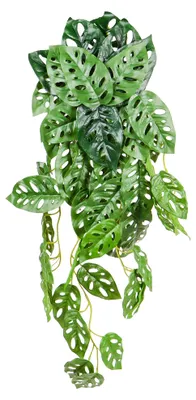 Produktbild von UNUS Deko Kunstpflanze Monstera Adansonii hängend 55 cm als 2er Set