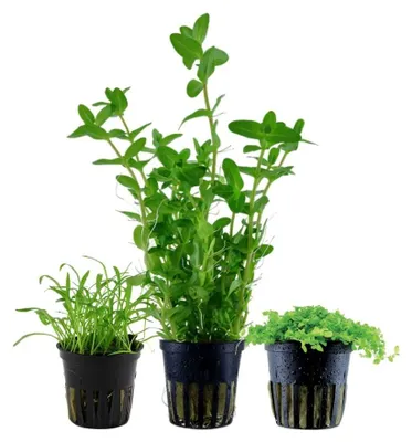 Produktbild von Pflanzen Set mit 3 Einsteiger Topf Aquarium Wasserpflanzen AquaOne Nr.236