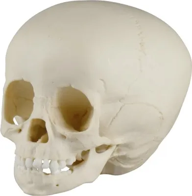 Image de Crâne d'enfant, 1 ½ an