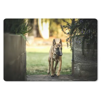 Produktbild von MuchoWow® Mauspad Mousepad Ein Malinois-Schäferhund inmitten der Pflanzer 27x18 cm - Mousepads - Maus Mat - Pad - Mausunterlage - Büroartikel - Desk Matten