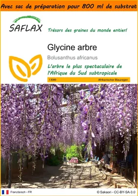 Image de SAFLAX Garden in the bag - Glycine arbre - 15 graines - Bolusanthus