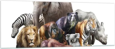 Produktbild von Bilder auf glas - Tiere Koala Löwe Affe - 140x50cm - Glasbilder - Wandbilder - Kunstdruck - zum Aufhängen bereit - Wanddekoration aus Glas - Glas Bilder - Wandbild auf Glas - GAB140x50-3166
