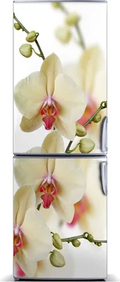 Produktbild von Tulup Kühlschrankdekoration - Magnetmatte - 70 cm x 190 cm - Magnet auf dem Kühlschrank - Orchidee