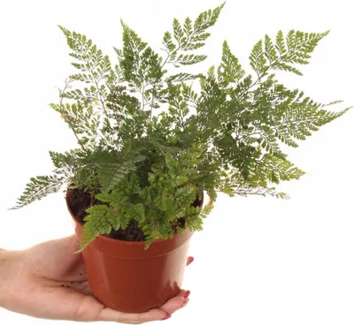 Obrázek produktu pro Kapradina rostlina v květináči 12 cm