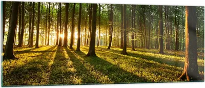 Produktbild von Bilder auf glas - Wald grün Sonnenstrahlen Natur - 140x50cm - Glasbilder - Wandbilder - Kunstdruck - zum Aufhängen bereit - Wanddekoration aus Glas - Glas Bilder - Wandbild auf Glas - GAB140x50-2510