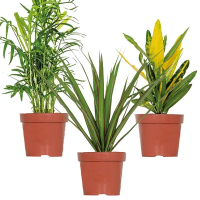 Zdjęcie produktu dla 3x Mieszanka roślin doniczkowych tropikalnych – Dracena-Chamaedorea-Codiaeum – Oczyszczająca powietrze – ⌀12 cm - 25-40 cm