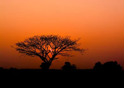 Produktbild von Rasch Tapete 363647 - Fototapete auf Vlies mit afrikanischem Motiv, Sonnenunterg