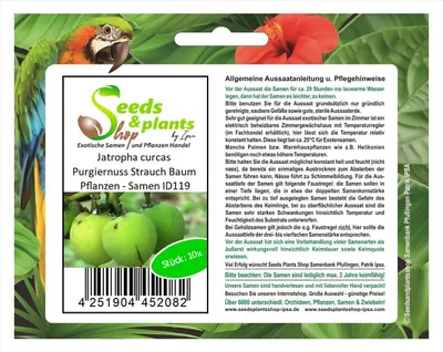 Produktbild von 10x Jatropha curcas Purgiernuss Strauch Baum Pflanzen - Samen ID119