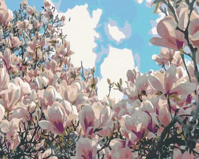 Produktbild von Zuty - Malen nach Zahlen - BLÜHENDE MAGNOLIE, 40x50 cm, mit Keilrahmen (bereits gespannt)