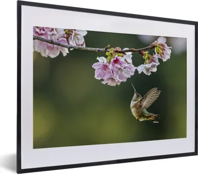 Produktbild von MuchoWow® MuchoWow® Gerahmtes Poster Vogel - Blüte - Kolibri 40x30 cm - Poster mit zchwarzem Bilderrahmen - Bilderrahmen - Poster im Rahmen