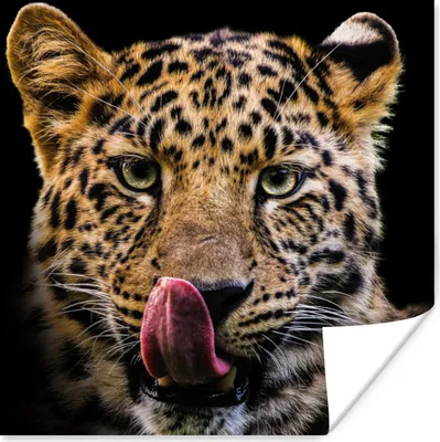 Produktbild von MuchoWow® Poster Leopard - Schwarz - Nahaufnahme 75x75 cm - Wand Dekoration