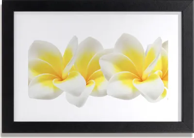 Produktbild von Bild 30x20 MDF-Rahmen, Wandkunst Plumeria