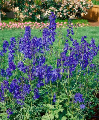 Produktbild von Delphinium x bellad. 'Bellamosum', Rittersporn, blau, ca. 11x11 cm Topf