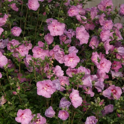 Obrázok produktu pre Hibiskus divokej formy  – Hibiscus syriacus 'Lavender Chiffon'  | 40–60 cm v kvetináči