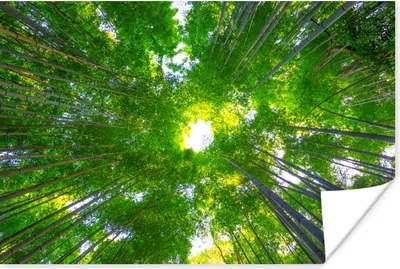 Produktbild von MuchoWow® Poster Baumkronen im Arashiyama-Bambuswald 60x40 cm - Schlafzimmerdekoration