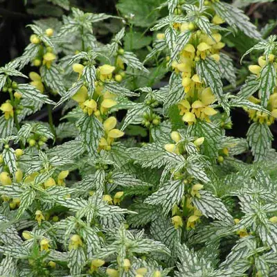 Produktbild von 6 x Echte Goldnessel 'Hermans Pride' - Lamiastrum galeobdolon 'Herman's Pride' | Topf 9x9 cm