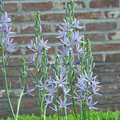 Obrázok produktu pre Prairielelie - 10 x Camassia leichtlinii caerulea