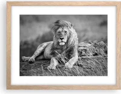 Produktbild von Gerahmtes Poster - Rahmen in heller Eiche - Löwe Tier Natur - 40x30 cm - Wand Bild - Wanddeko - Wandbilder - Kunstposter - Wandposter - Bilderrahmen - Bilder - Kunstdruck - Wandbild - P2NAA40x30-3931
