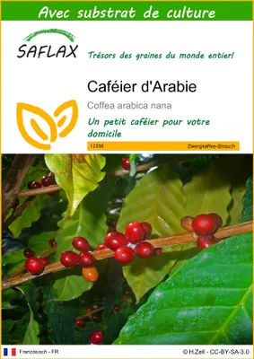 Image de SAFLAX  - Caféier d'Arabie - 8 graines - Avec substrat - Coffea