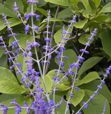Produktbild von Blauraute Blue Spire - Perovskia atriplicifolia - Russischer Salbei 30-40