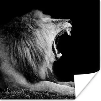 Produktbild von MuchoWow® Poster Löwe - Wildtiere - Gras - Schwarz - Weiß 50x50 cm - Wohnzimmerdekoration