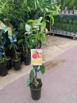 Zdjęcie produktu dla Citrus paradisi 'Star Ruby' 100-130 cm - Czerwony grejpfrut, rajskie jabłko, roślina cytrusowa