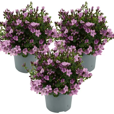 Produktbild von 3er-Set - Campanula Ambella Pink - Glockenblume - Bodendecker - Gartenpflanzen - Winterhart - Tierfreundlich - 10-20 cm Hoch - Topf 10,5 cm