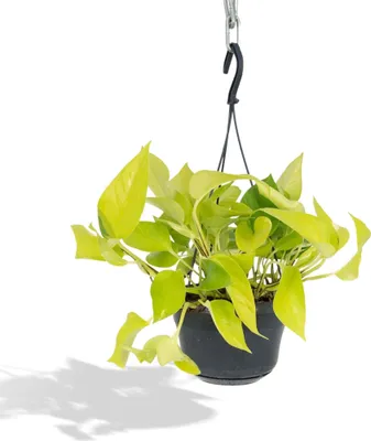 Produktbild von Hello Plants Epipremnum Golden Pothos - Ø 15 cm Topf - Höhe: 25 cm