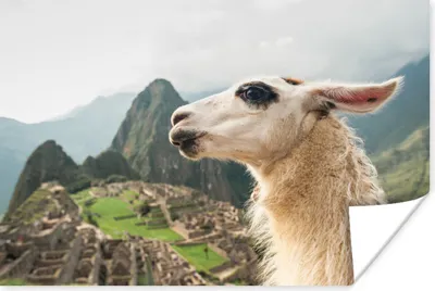 Produktbild von MuchoWow® Poster Lama - Machu Picchu - Weiß 60x40 cm - Schlafzimmerdekoration