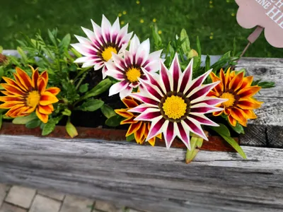 Produktbild von 100 Samen Mittagsgold (Gazania rigens) – Bunte Mittagsblume für Garten, Balkon & Beet – Sonnenliebende Sommerblumen