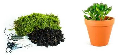 Produktbild von Gardners Kokedama "Selbst gestalten" – Crassula (M)