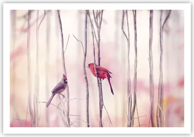 Produktbild von Poster - Poster ohne Rahmen - Vögel Kardinal Scharlachrot - 100x70 cm - Wand Bild - Wanddeko - Wandbilder - Kunstposter - Wandposter - Bilder - Kunstdruck - Wandbild - P2XAA100x70-4256