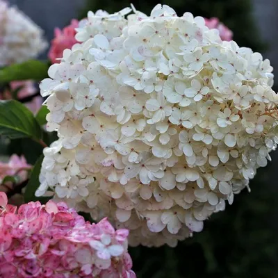 A close-up view of white and pink hydrangeas.