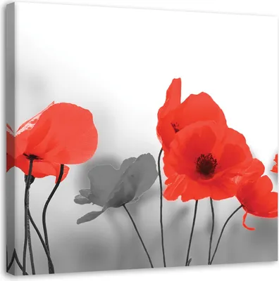Produktbild von Leinwandbild rote mohnblumen blumen pflanzen 60x60 cm Feeby rot wandbild bereit zum aufhängen