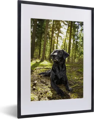 Produktbild von MuchoWow® MuchoWow® Gerahmtes Poster Sonnenstrahlen entlang eines Labrador Retrievers im Wald 30x40 cm - Poster mit zchwarzem Bilderrahmen - Wandposter Schlafzimmer