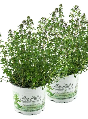 Produktbild von Enseleits 2x Zitronen-Thymian Pflanze, Zitronenthymian, Thymus citriodorus, Marktfrische Pflanze im Doppelpack 2 Pflanzen