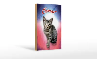 Produktbild von Holzschild Katze 18x12cm Ocicat Wanddeko