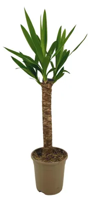 Produktbild von Yucca Elephantipes - 60-80cm - Ø17cm - Zimmerpflanze - Immergrün