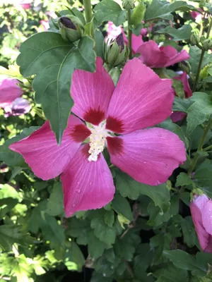 Produktbild von Hibiscus Syriacus 'Woodbridge' - Garteneibisch 40-60 cm Container