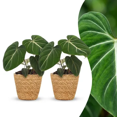 Image de Philodendron Gloriosum - Philodendron Glorieux - 2 plantes - avec panier - 25cm - Ø12cm