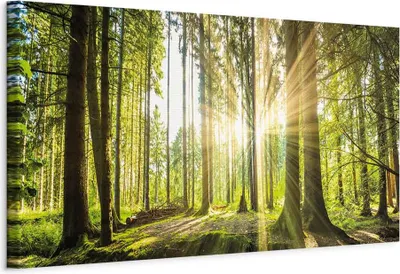 Produktbild von Vliesstoff Leinwandbild - Daylight 150x50 cm Landschaften c-B-0077-b-b