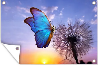 Produktbild von MuchoWow® 90x60 cm Outdoor-Poster Gartendeko Sichtschutz Garten Poster für den Garten  Schmetterling - Sonnenuntergang - Löwenzahn - Blau